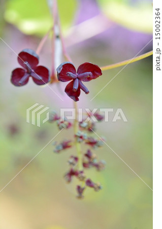 アケビの花 15002364