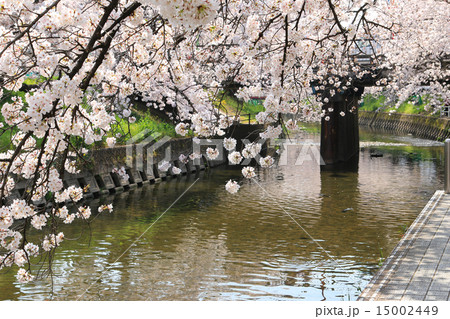 五条川の桜 15002449