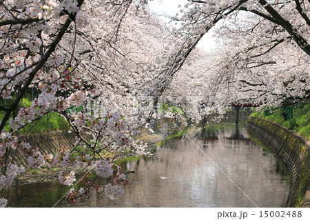 五条川の桜 15002488