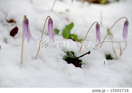 雪の中のカタクリ 雪の中のカタクリ 15002716