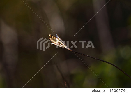 タカサゴユリ(高砂百合) タカサゴユリ(高砂百合) 15002794