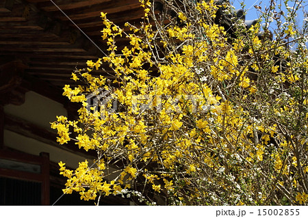 不退寺のレンギョの花 不退寺のレンギョの花 15002855