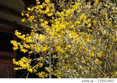 不退寺のレンギョの花 15002963