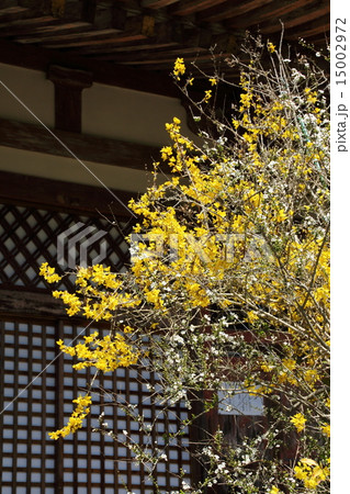 不退寺のレンギョの花 15002972