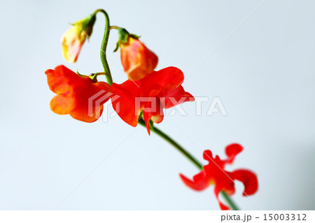 赤いスイートピーの花の写真素材