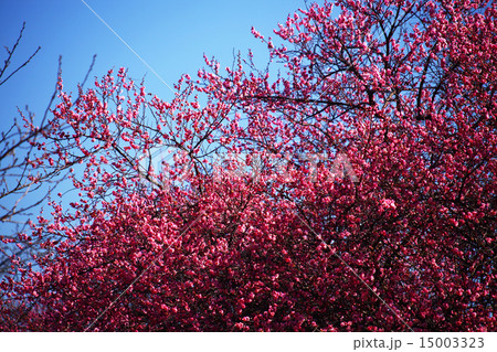 梅　青空に咲き始めた紅梅 15003323