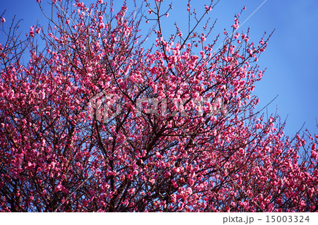 梅 青空に咲き始めた紅梅 梅 青空に咲き始めた紅梅 15003324