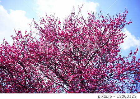 梅　青空に咲き始めた紅梅 15003325