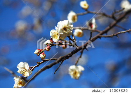 梅　白梅の開花 15003326