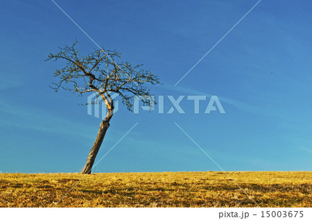tree with blue sky and brown land 15003675