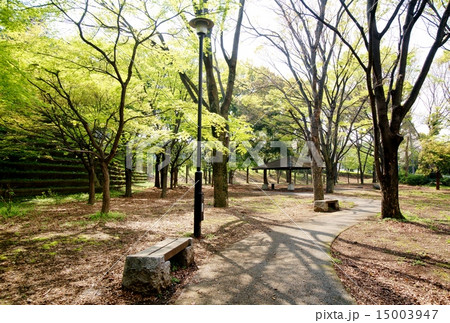 新緑の公園 15003947