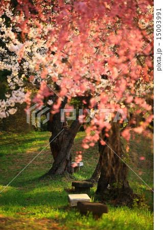 北上　展勝地　民族村の桜 15003991