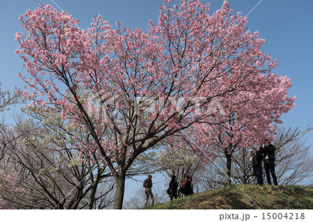 都市公園の桜 都市公園の桜 15004218