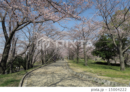 都市公園の桜 都市公園の桜 15004222