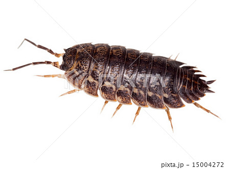 Wood louse Wood louse 15004272