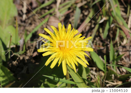 タンポポ 15004510