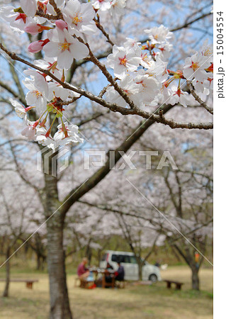 桜 お花見 BBQ 桜 お花見 BBQ 15004554