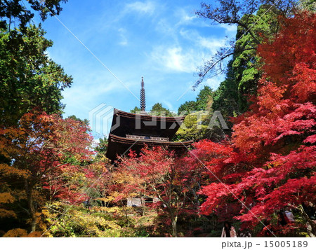秋の湖東三山 秋の湖東三山 15005189
