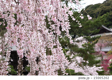 長谷寺の枝垂桜 15005202