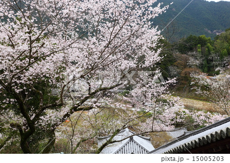 長谷寺の桜 長谷寺の桜 15005203