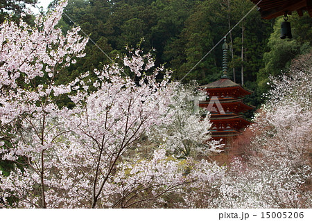 長谷寺の桜と五重塔 15005206