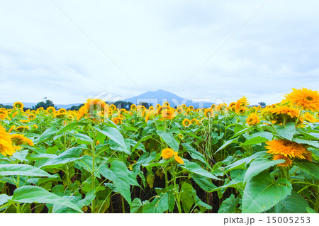 東北八重ひまわり畑と筑波山 ヒマワリ 向日葵の写真素材