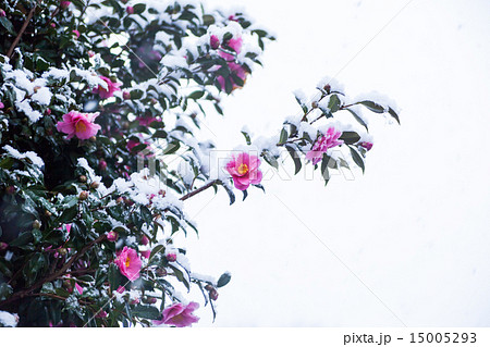 雪中椿 雪中椿 15005293