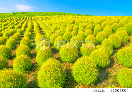 コキア畑の写真素材