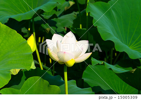 白いハスの花 白いハスの花 15005309