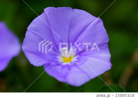 コンボルブルス・サバティウス、ブルーコンパクタ、ヒルガオ科、地中海沿岸 コンボルブルス・サバティウス、ブルーコンパクタ、ヒルガオ科、地中海沿岸 15005310