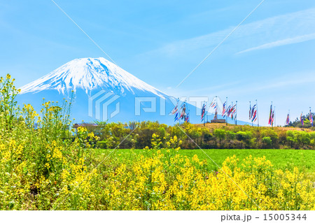 菜の花畑と富士山と鯉のぼり 菜の花畑と富士山と鯉のぼり 15005344