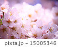 桜 15005346
