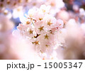 桜 15005347