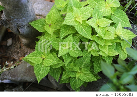 コリウス 15005683