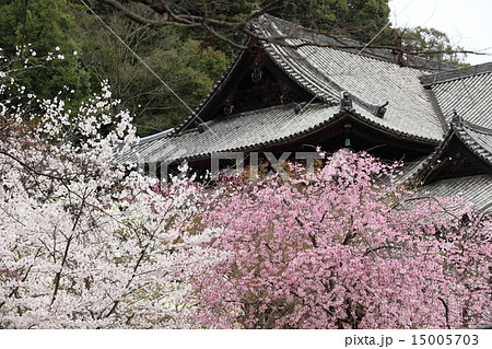長谷寺の桜 15005703