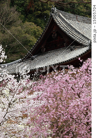 長谷寺の桜 15005704