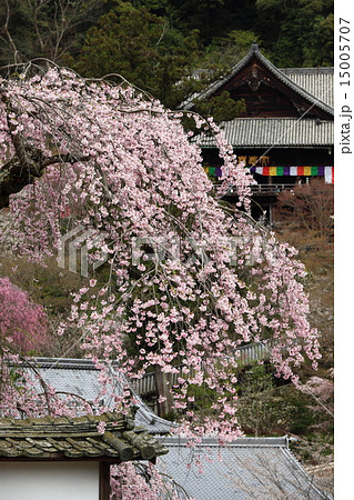 長谷寺の枝垂桜 15005707