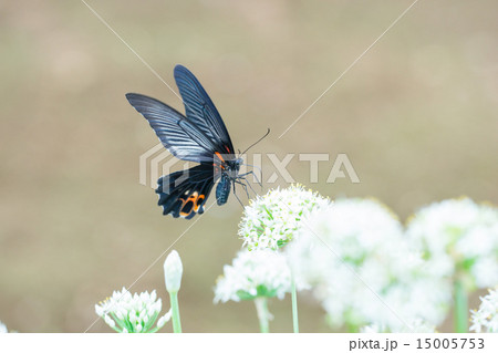 ナガサキアゲハ ナガサキアゲハ 15005753