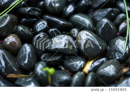 六義園の庭石 15005805