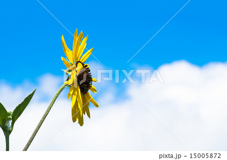 ヒマワリと夏の青い空 15005872