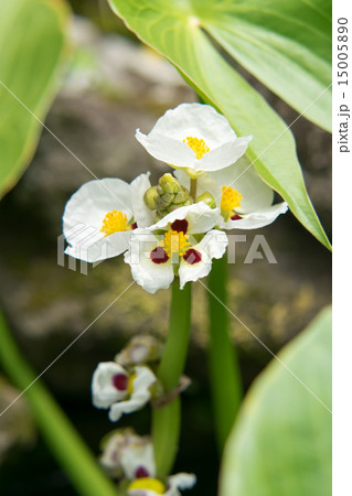 タイリンオモダカ オモダカ科 南アフリカの写真素材