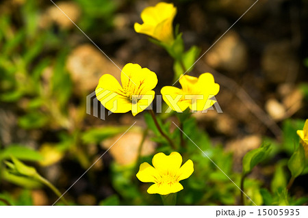 メルカドニア・種名不詳、オオバコ科、一年草 15005935