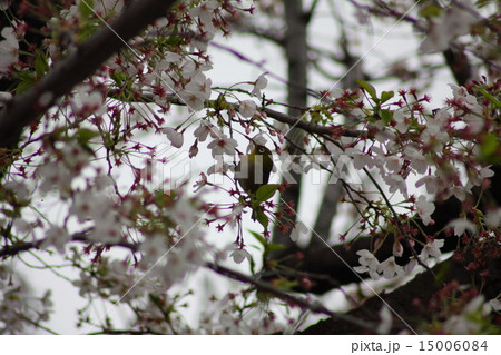桜の木に止まるメジロ 15006084
