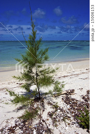 bush in mauritius beach 15006153