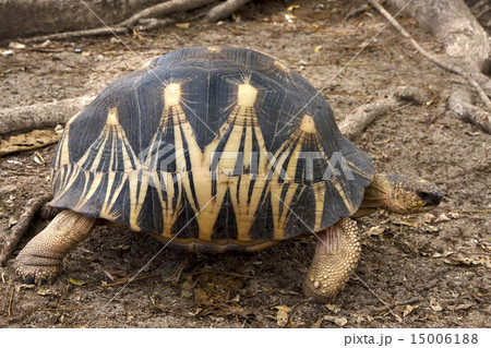 madagascar's turtle madagascar's turtle 15006188