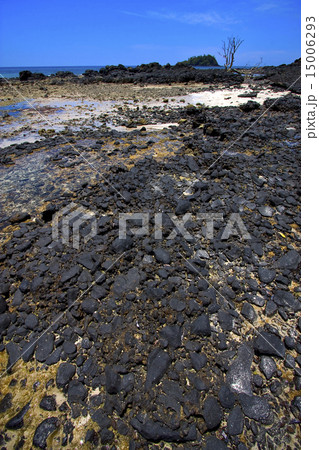 tree in the beach 15006293