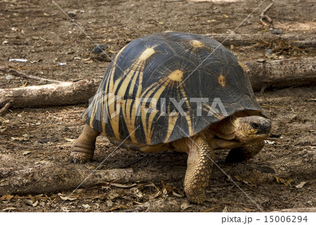 turtle in earth 15006294