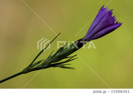violet carnation wild sylvestris 15006301