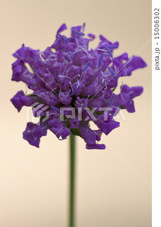 violet labiate 15006302