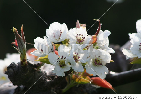 梨の花 15006537